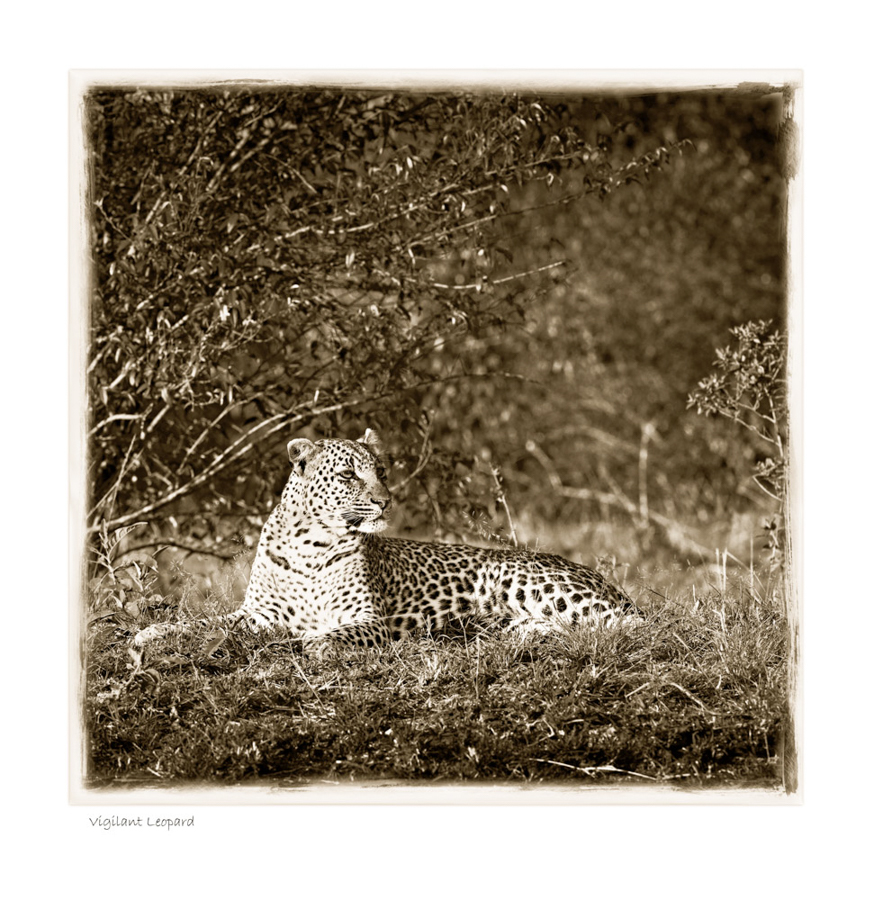 W24 AfricanFineArt_SepiaPrint_w24
