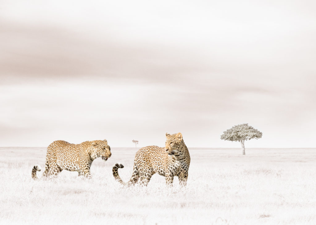 W36_White_Leopards © Klaus Tiedge W36_White_Leopards © Klaus Tiedge