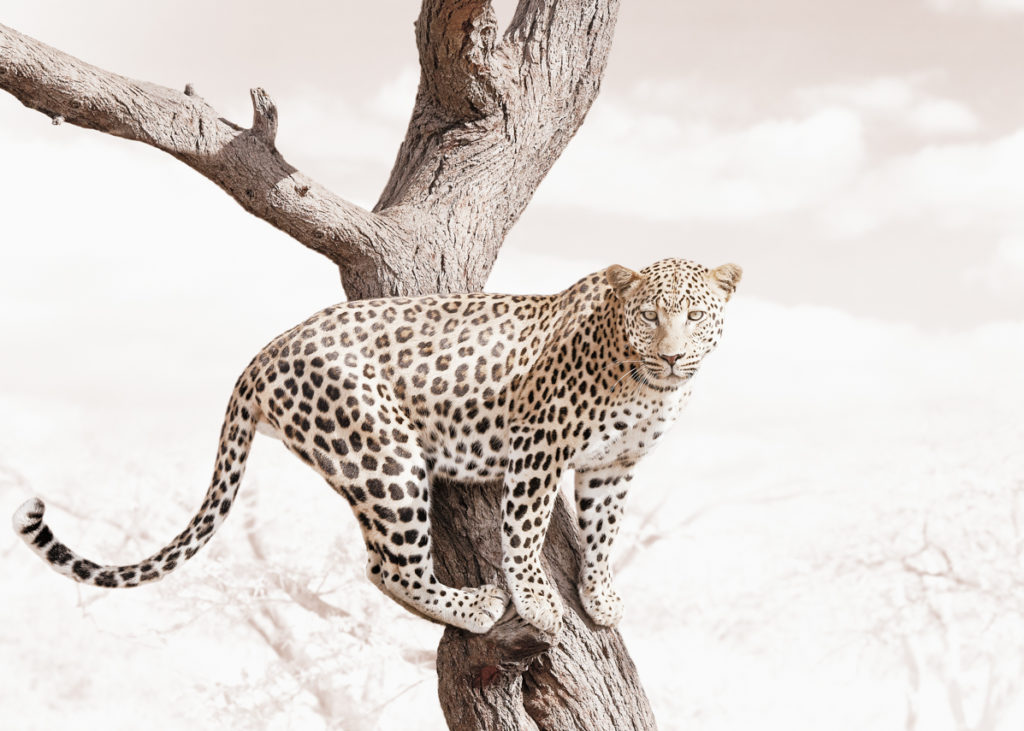 W59_White_Leopard©KlausTiedge W59_White_Leopard©KlausTiedge